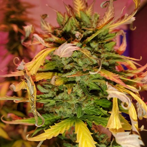 Blue Gorilla Autos growlog photo: GG (front), Blueberry (back)
More close ups