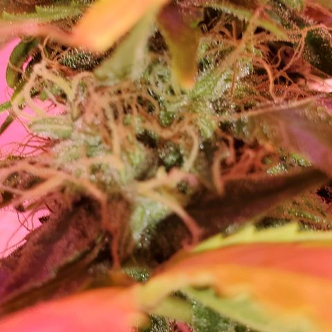 Blue Gorilla Autos growlog photo: GG (front), Blueberry (back)
More close ups