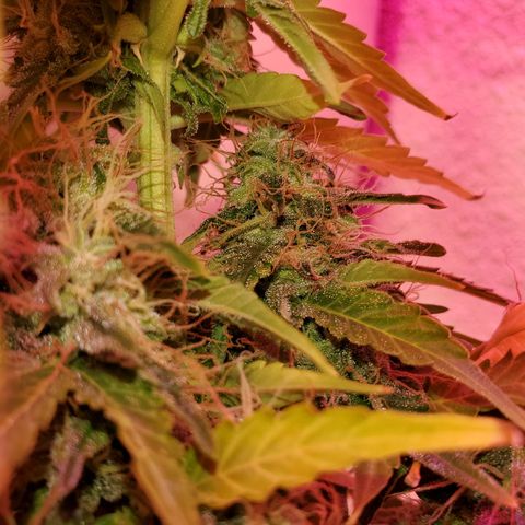 Blue Gorilla Autos growlog photo: Continued....