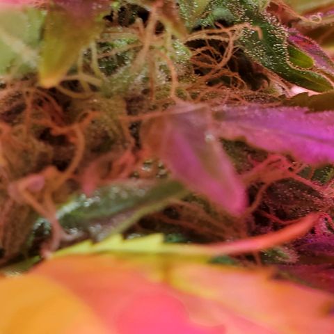 Blue Gorilla Autos growlog photo: GG (front), Blueberry (back)
More close ups