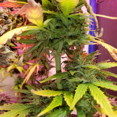 Blue Gorilla Autos growlog photo: GG (front), Blueberry (back)
More close ups