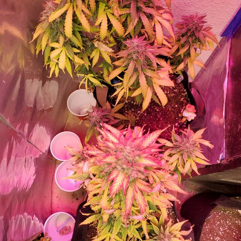 Blue Gorilla Autos growlog photo: GG (front), Blueberry (back)
More close ups