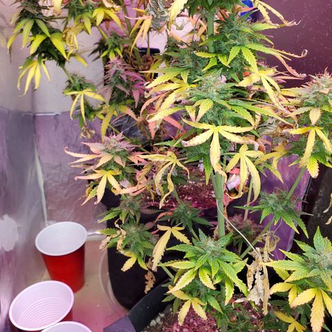 Blue Gorilla Autos growlog photo: GG (front), Blueberry (back)
More close ups