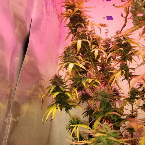 Blue Gorilla Autos growlog photo: GG (front), Blueberry (back)
More close ups