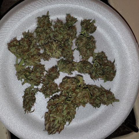 Blue Gorilla Autos growlog photo: Gorilla Glue- Harvested 18g dried