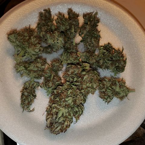 Blue Gorilla Autos growlog photo: Gorilla Glue- Harvested 18g dried