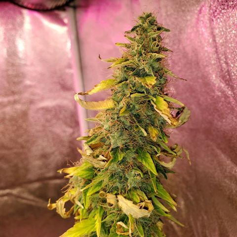 Blue Gorilla Autos growlog photo: Blueberry