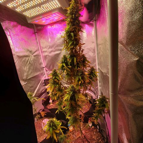Blue Gorilla Autos growlog photo: Blueberry