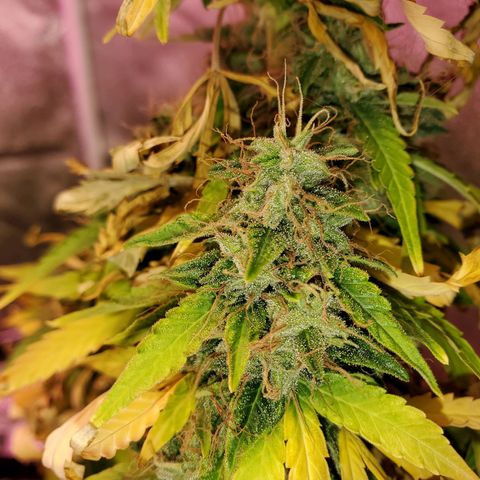 Blue Gorilla Autos growlog photo: Blueberry
