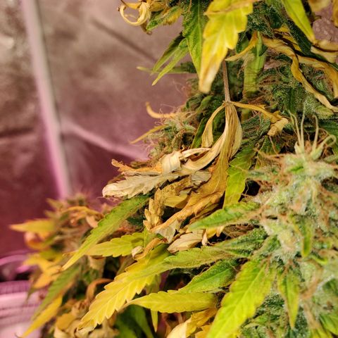 Blue Gorilla Autos growlog photo: Blueberry