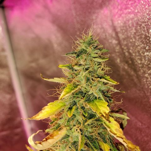 Blue Gorilla Autos growlog photo: Blueberry