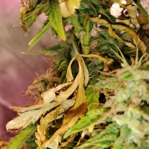 Blue Gorilla Autos growlog photo: Blueberry
