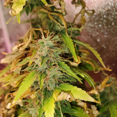 Blue Gorilla Autos growlog photo: Blueberry