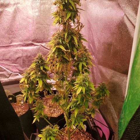Blue Gorilla Autos growlog photo: Blueberry