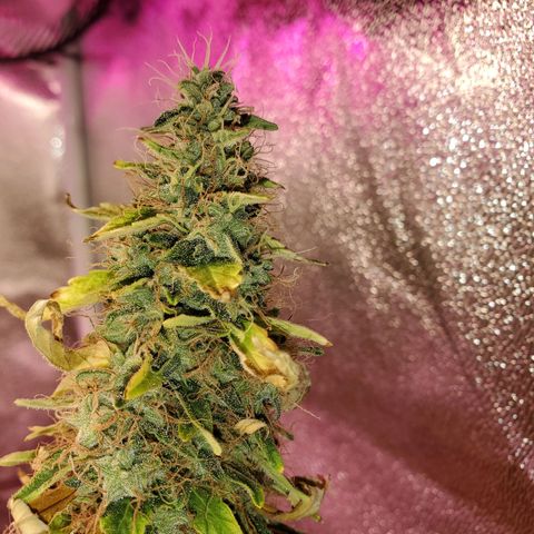 Blue Gorilla Autos growlog photo: Blueberry