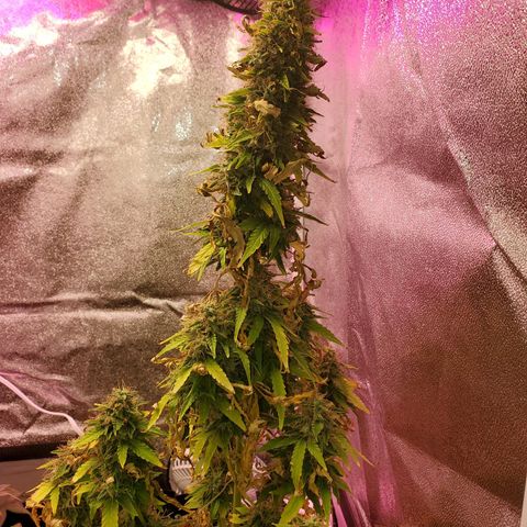 Blue Gorilla Autos growlog photo: Blueberry
