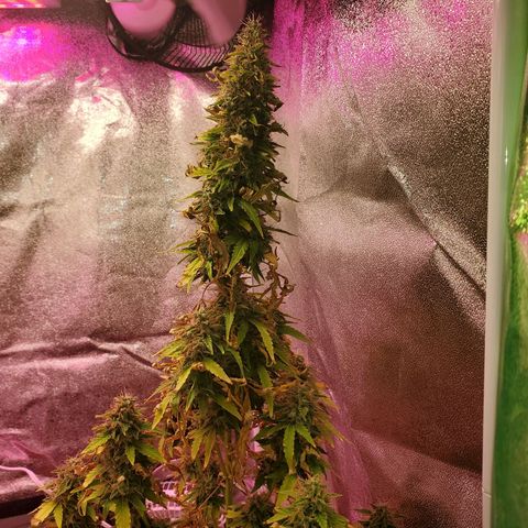 Blue Gorilla Autos growlog photo: Blueberry