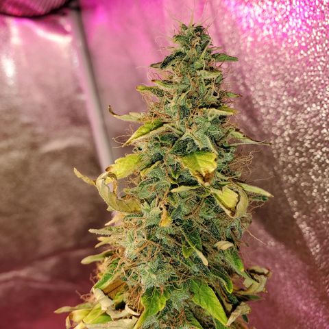 Blue Gorilla Autos growlog photo: Blueberry