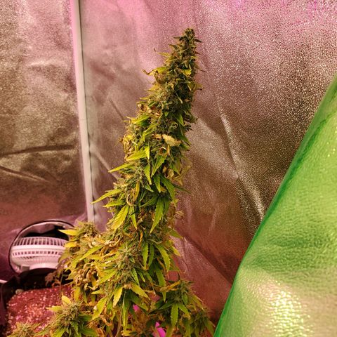 Blue Gorilla Autos growlog photo: Blueberry