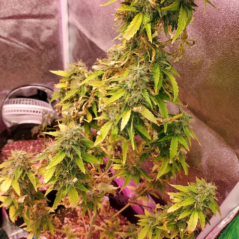 Blue Gorilla Autos growlog photo: Blueberry