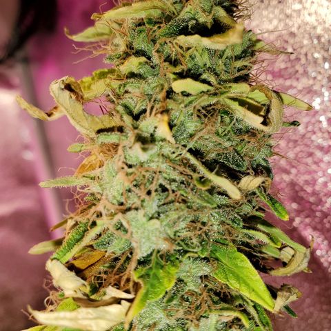 Blue Gorilla Autos growlog photo: Blueberry