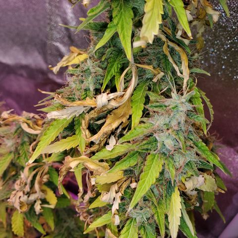 Blue Gorilla Autos growlog photo: Blueberry