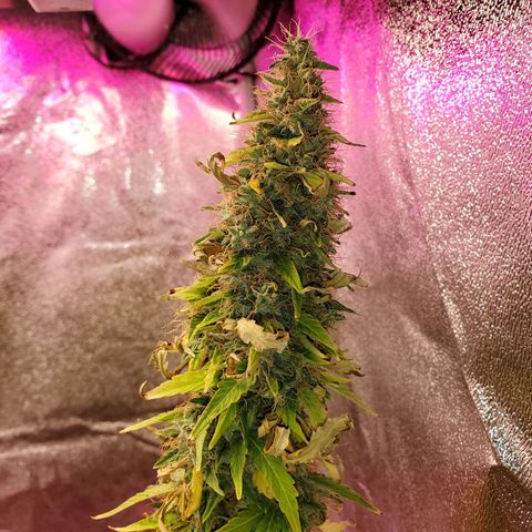 Blue Gorilla Autos growlog photo: Blueberry