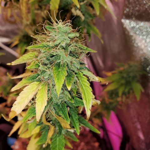 Blue Gorilla Autos growlog photo: Blueberry