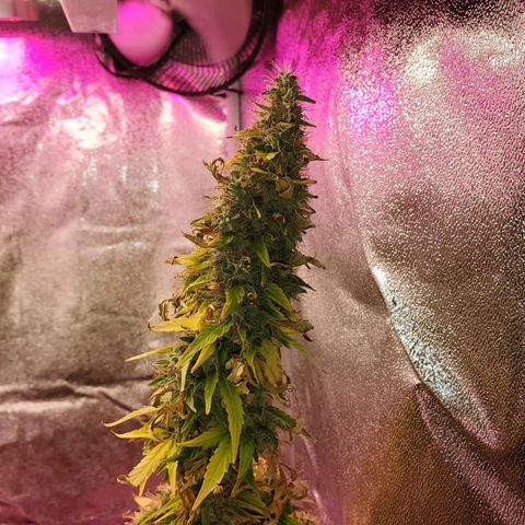 Blue Gorilla Autos growlog photo: Blueberry