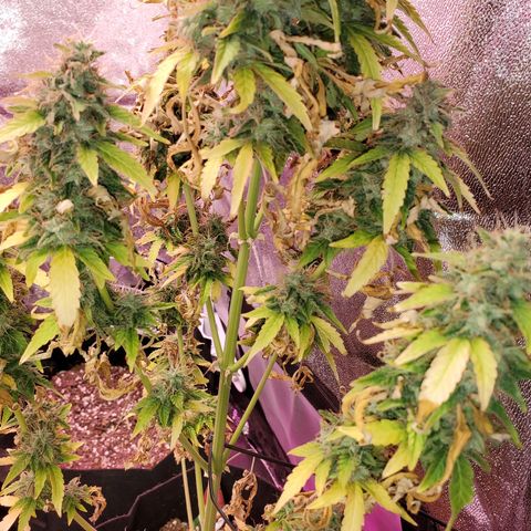 Blue Gorilla Autos growlog photo: Blueberry