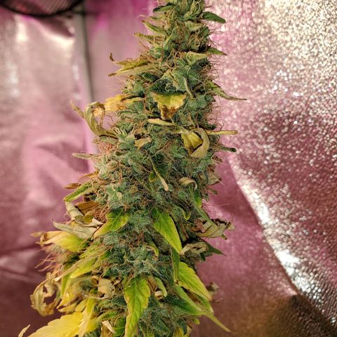 Blue Gorilla Autos growlog photo: Blueberry