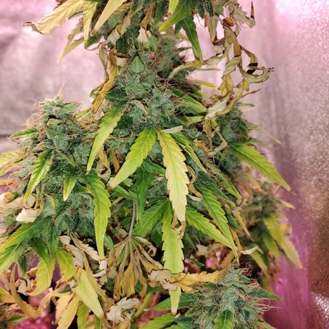 Blue Gorilla Autos growlog photo: Blueberry