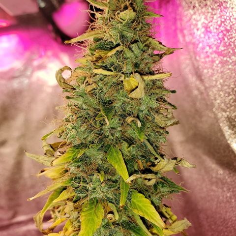 Blue Gorilla Autos growlog photo: Blueberry