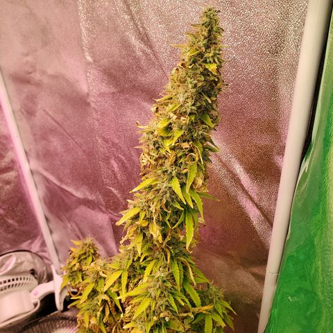Blue Gorilla Autos growlog photo: Blueberry