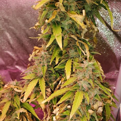 Blue Gorilla Autos growlog photo: Blueberry