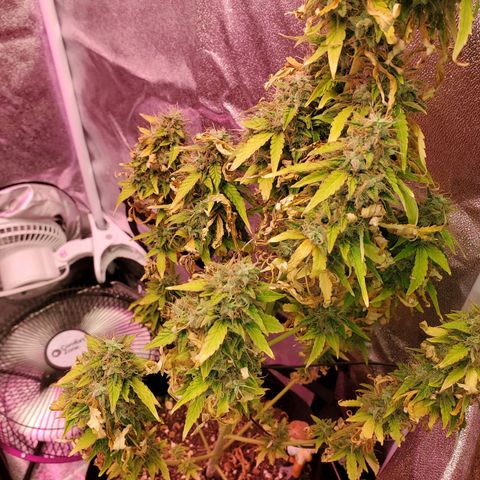 Blue Gorilla Autos growlog photo: Blueberry