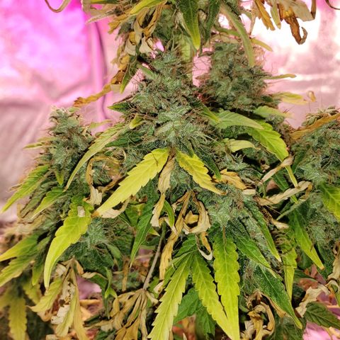 Blue Gorilla Autos growlog photo: Blueberry