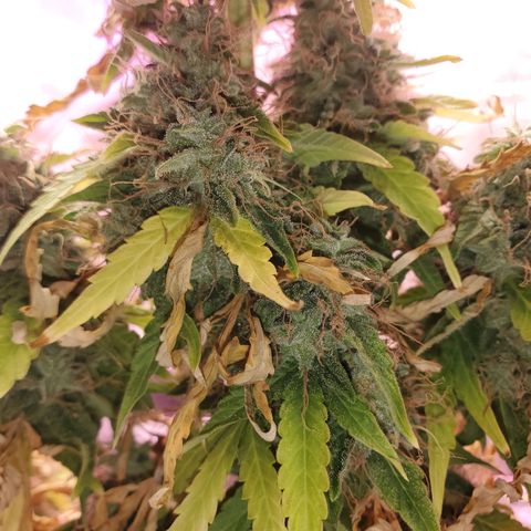 Blue Gorilla Autos growlog photo: Blueberry