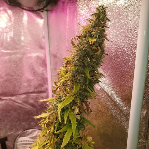 Blue Gorilla Autos growlog photo: Blueberry