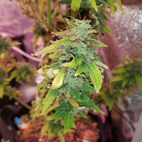 Blue Gorilla Autos growlog photo: Blueberry