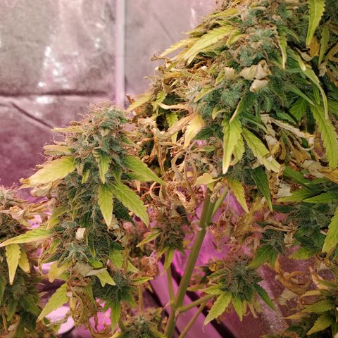 Blue Gorilla Autos growlog photo: Blueberry