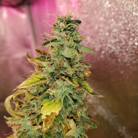 Blue Gorilla Autos growlog photo: Blueberry