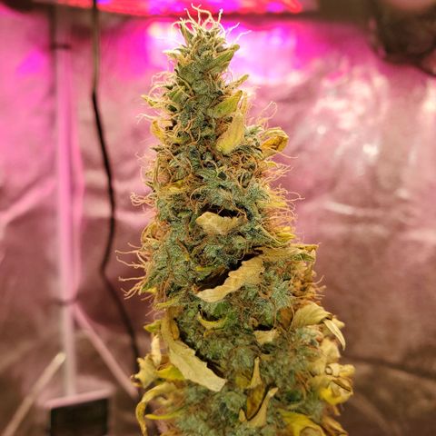 Blue Gorilla Autos growlog photo: Blueberry