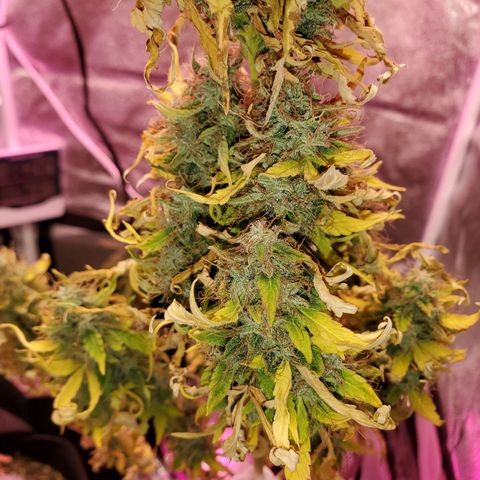Blue Gorilla Autos growlog photo: Blueberry