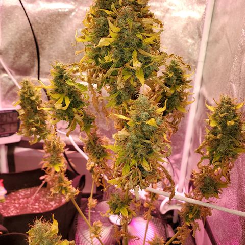 Blue Gorilla Autos growlog photo: Blueberry