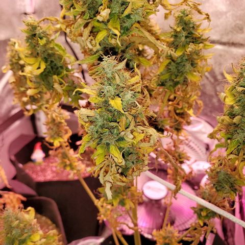Blue Gorilla Autos growlog timeline photo