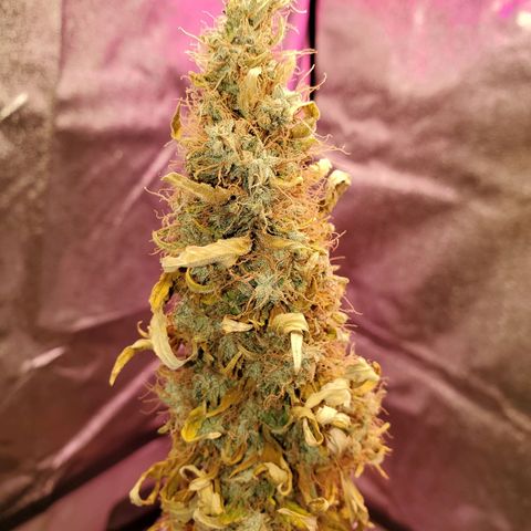 Blue Gorilla Autos growlog photo: Final minutes of light.  Getting chopped tomorrow 