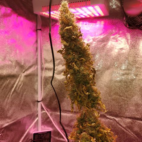 Blue Gorilla Autos growlog photo: Final minutes of light.  Getting chopped tomorrow 