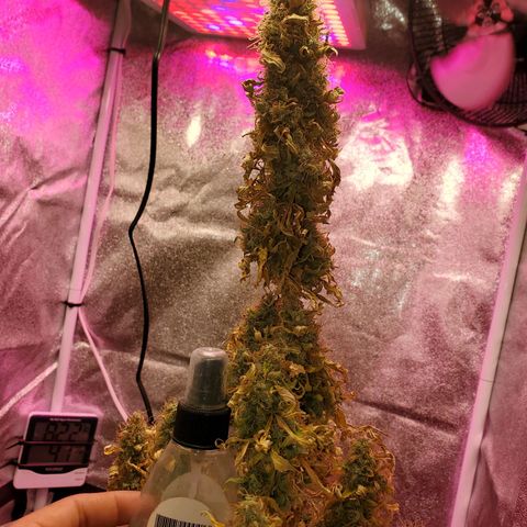 Blue Gorilla Autos growlog photo: Final minutes of light.  Getting chopped tomorrow 