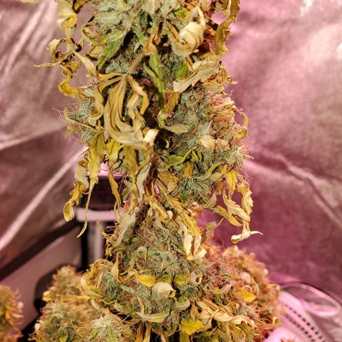 Blue Gorilla Autos growlog photo: Final minutes of light.  Getting chopped tomorrow 